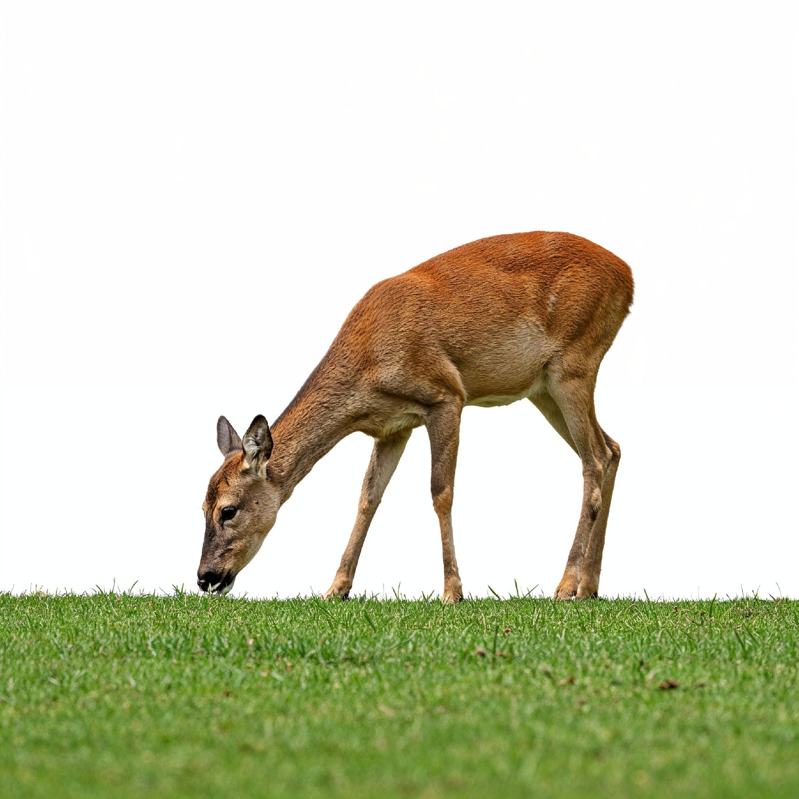 Deer Isolated on White Background Wildlife Animal Nature Portrait