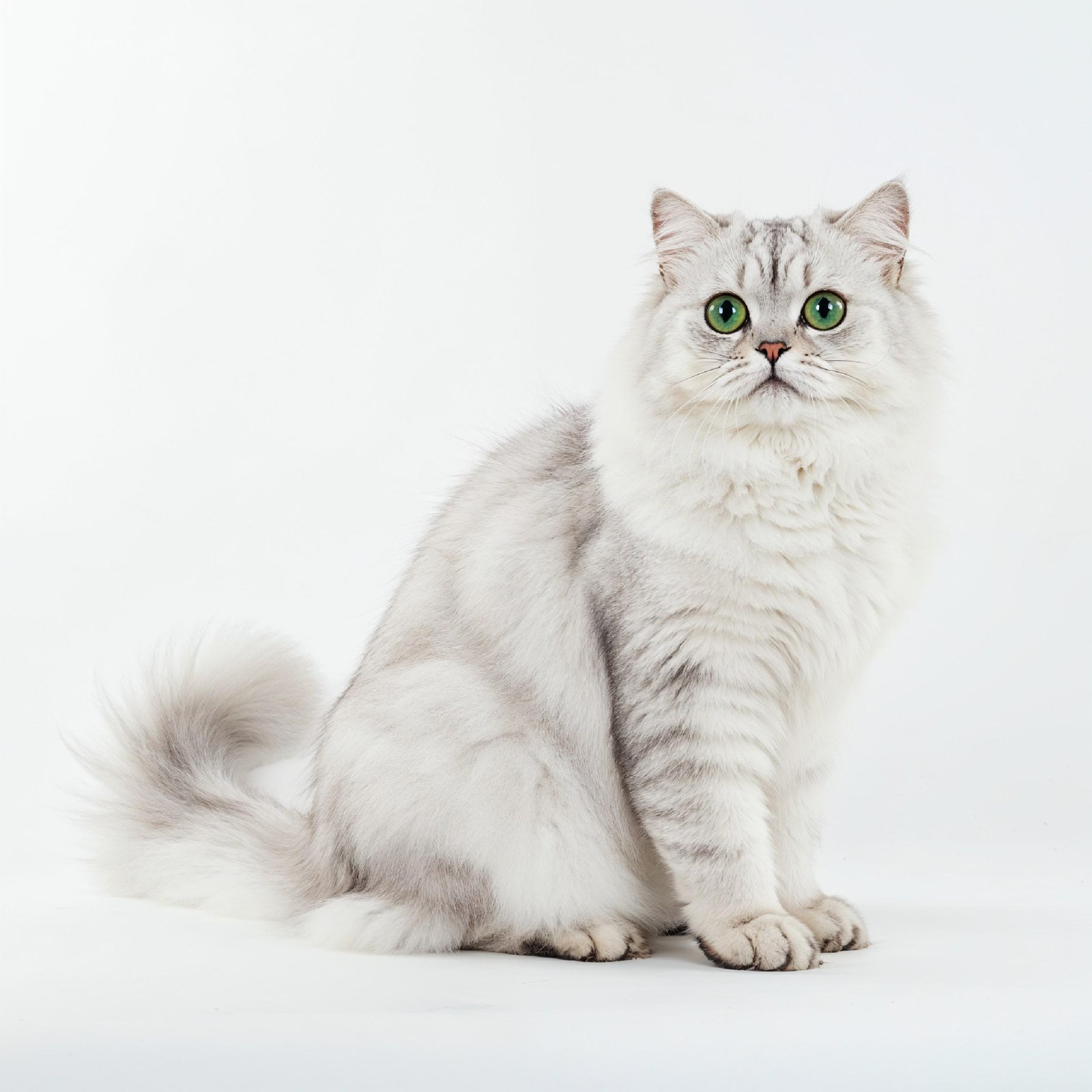 Domestic Cat Isolated on White Background Studio Portrait