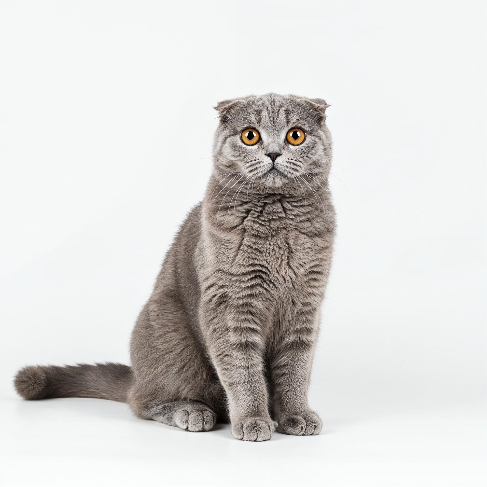 Domestic Cat Isolated on White Background Studio Portrait