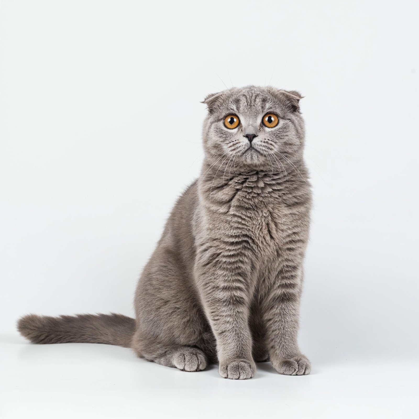 Domestic Cat Isolated on White Background Studio Portrait