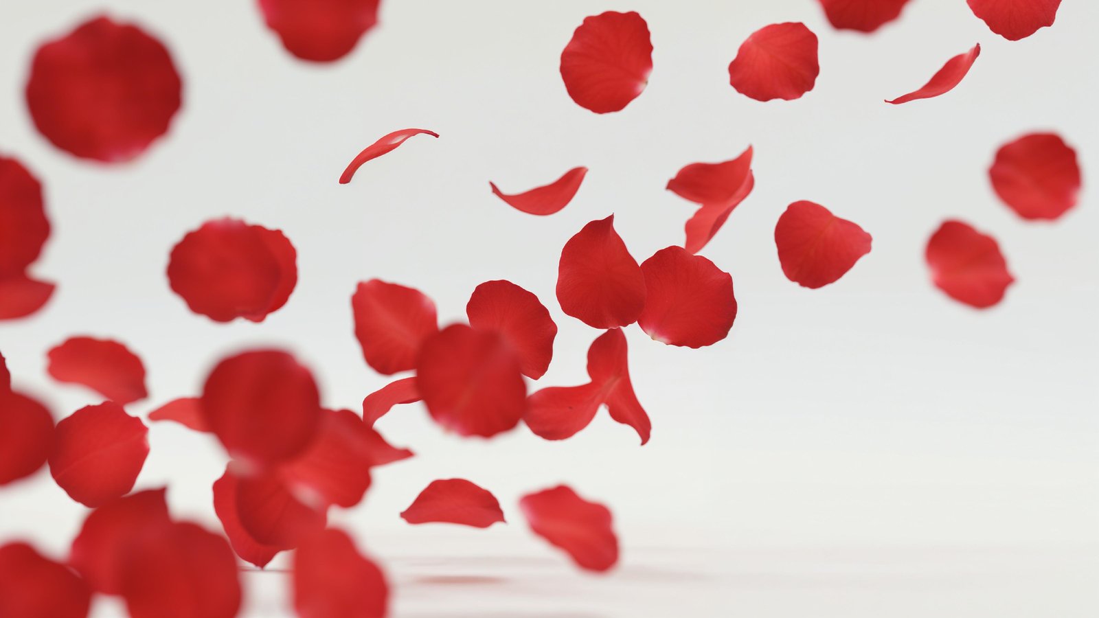Falling Red Rose Petals in Motion on White Background
