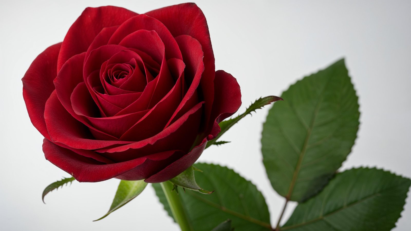 Luxury Red Rose with Green Leaves Isolated on White Background