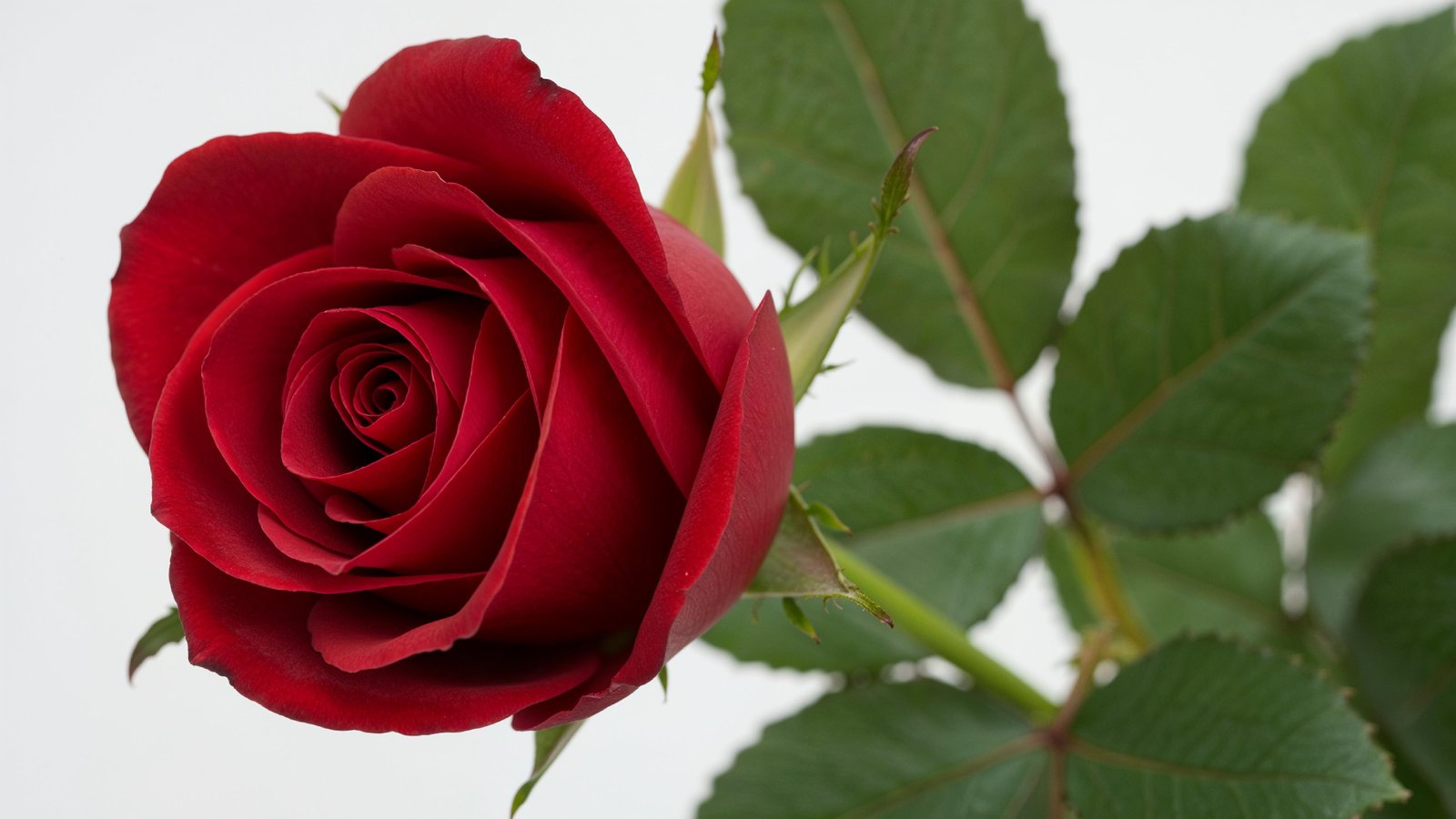 Luxury Red Rose with Green Leaves Isolated on White Background